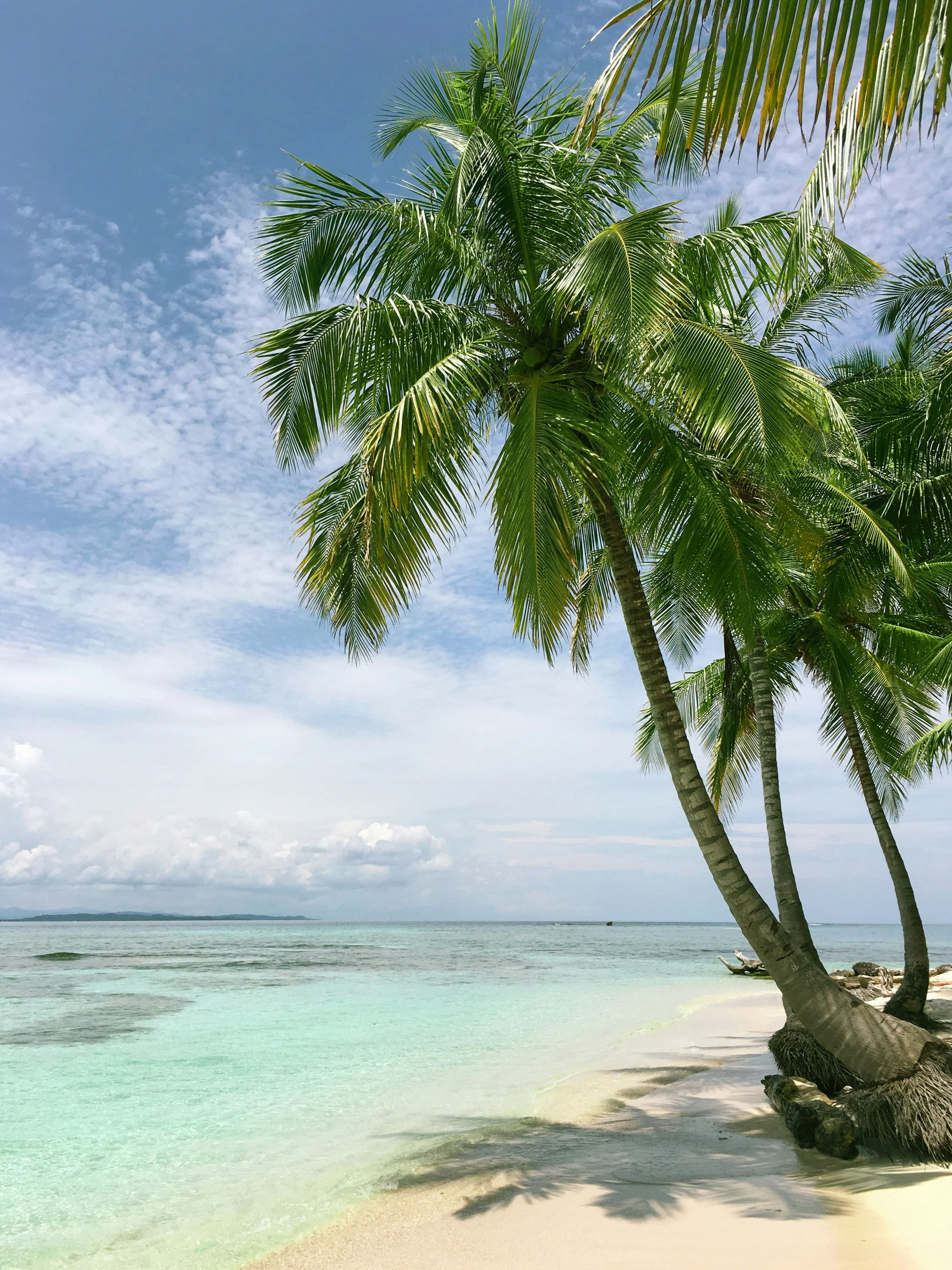 Palm-lined beach